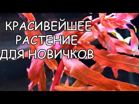 АММАНИЯ ГРАЦИЛИС. АММАНИЯ ИЗЯЩНАЯ. Ammannia gracilis. СЕКРЕТЫ СОДЕРЖАНИЯ