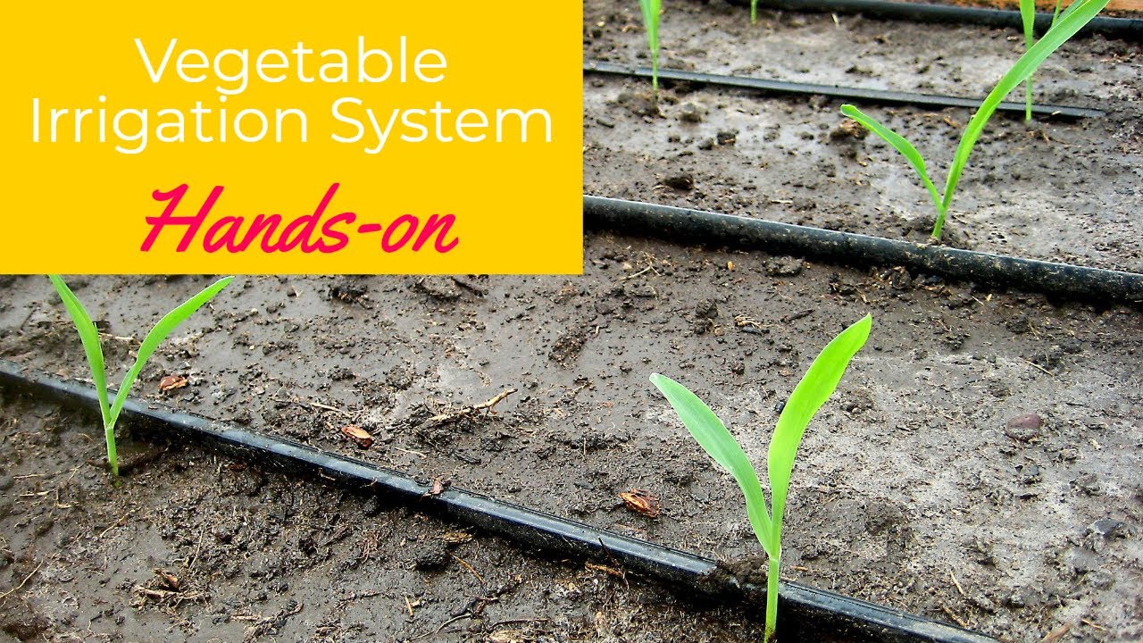 Best Irrigation System For Vegetable Garden in 2021 Gardening Ace
