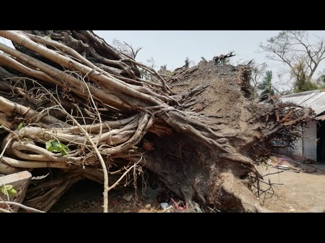 176 Years Old Pipal (पीपल) Tree Root out | Cyclone Fani 2019