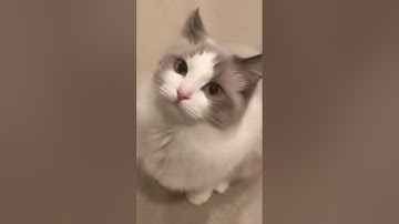 Kitty meowing to attract cats