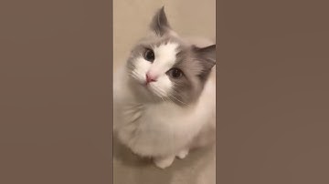 Kitty meowing to attract cats