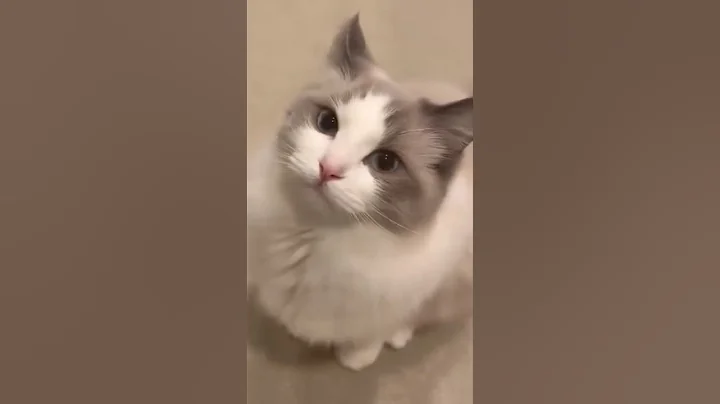 Video 11143271: cat meow kitty, cats meow funny animals