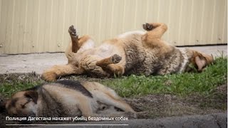 Полиция Дагестана накажет убийц бездомных собак