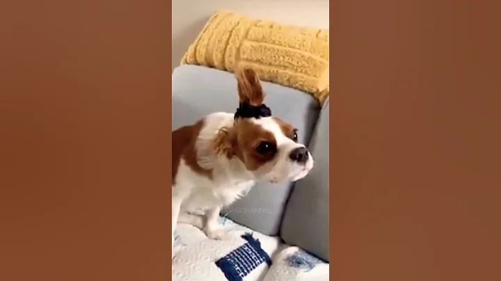 Watch the video about Funny Cats and Dogs Videos🤣