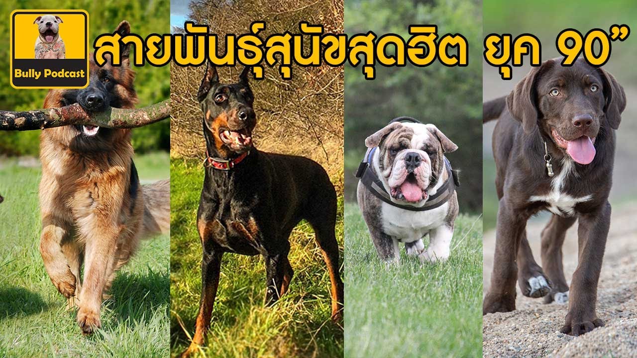 สุนัข เฝ้า บ้าน ที่ ดี ที่สุด  2022 New  สายพันธุ์สุนัขสุดฮิต ยุค 90” The Cutedog’s Podcast EP 23