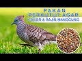 Pakan Burung Lovebird Supaya Gacor