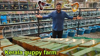 India's biggest guppy farm: Nature-Infused Farm Setup! | தமிழ் | CK Guppies and bettas | kerala