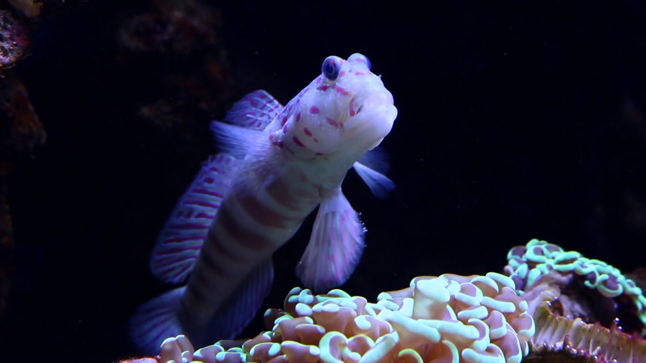 Custom Aquarium Design & Installation | Infinity Aquariums