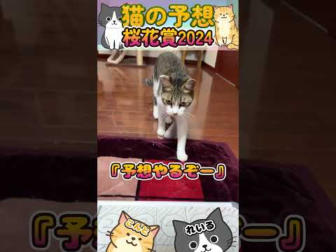 ネコに桜花賞2024【予想】させてみた🐈牝馬は任せろ😸#shorts#かわいい#コントとレイル#当たる#競馬#猫
