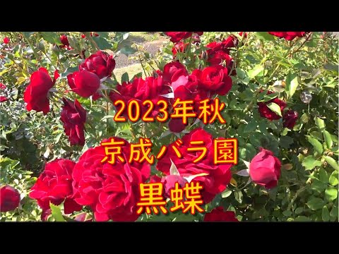 薔薇は Rose Encyclopedia】《KUROCHO》 Roses in The Keisei Rose