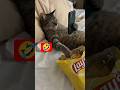 POV:I watch my own Videos to make sure I look handsome.🤣#shorts#cat#Maling the cat#funnycat