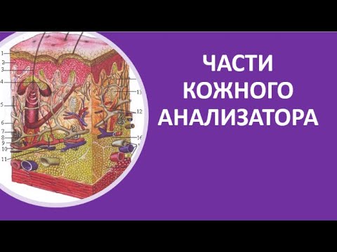 20. Части кожного анализатора