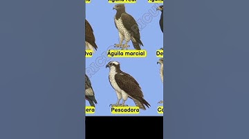 part 55/types of egal in the world