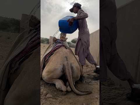 الطفل يرش الماء على الناقة فتتحرك ذيلها بشدة