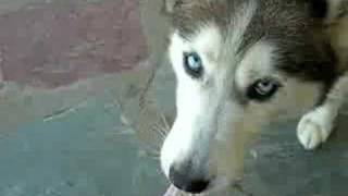 Dog Eating Peanut Butter