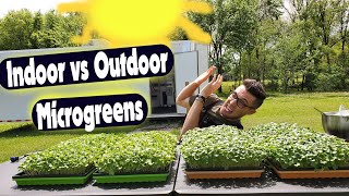 Indoor vs Outdoor Microgreens - Daikon Radish