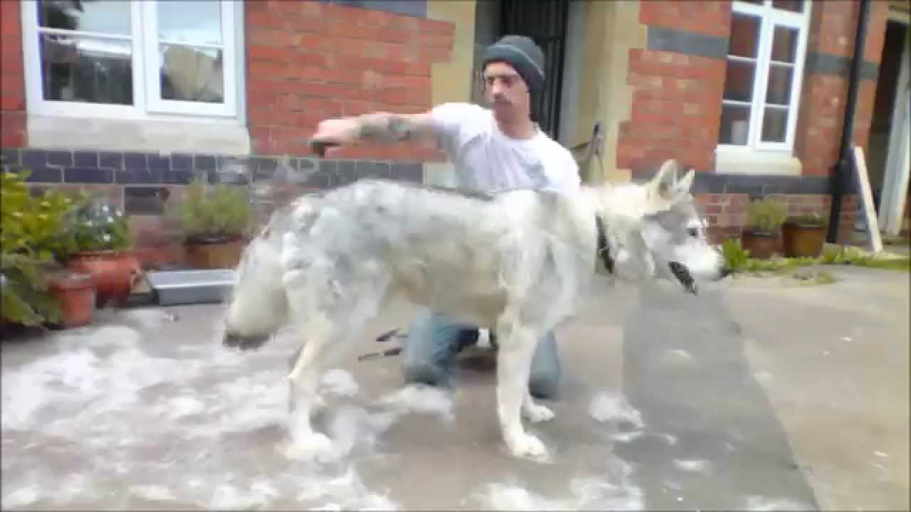 The Joys Of Owning A Direwolf (Northern 