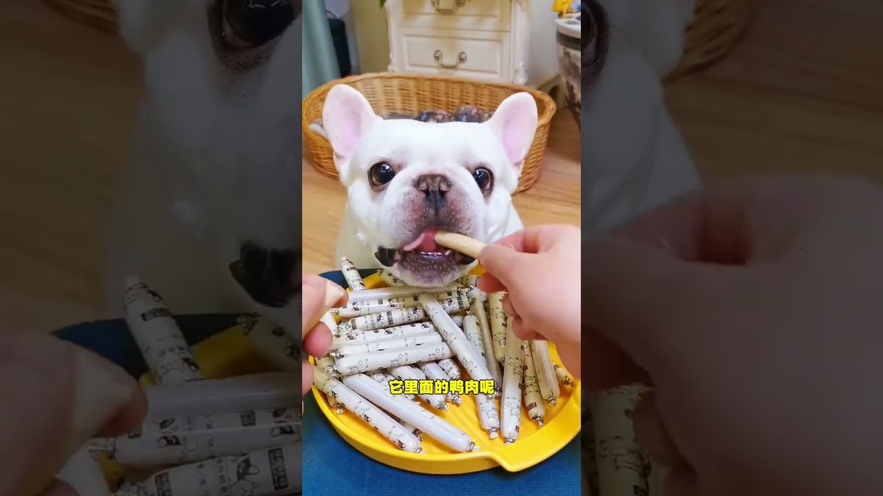 这个一包24根才9块9的火腿肠，把我家狗子吃的是肥肥壮壮的！ 