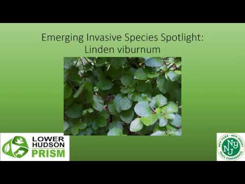 Linden Viburnum Species Spotlight