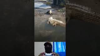 Day 3 being a crocodile in  rdr 2 😱🔥 #reddeadredemption2 #rdr2 #RDR #reddeadredemption #rdr2gameplay