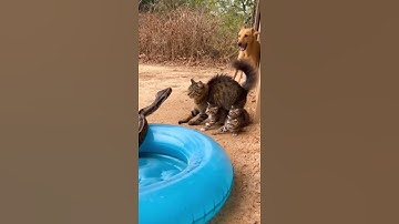 Snake Retreats as Mother Cat Unleashes Fury to Protect Her Huddled Kittens