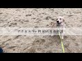 ゴールデン・レトリバー 4ヶ月　アクセル　はじめての砂浜 ※高画質版