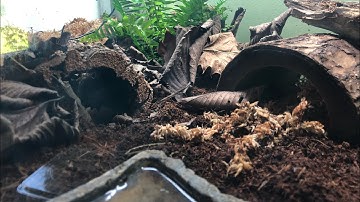 How to Setup a Baby Box Turtle Enclosure