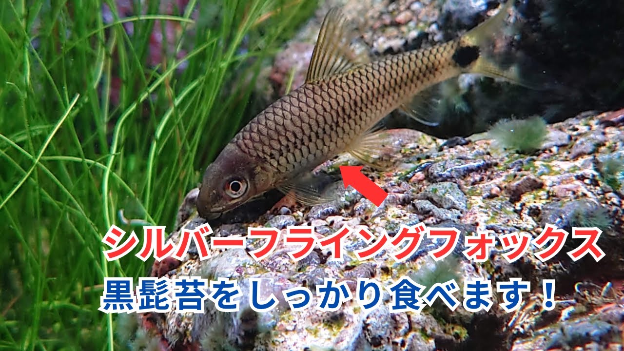 【黒髭苔を食べる！】藻類対策におすすめのお魚「シルバーフライングフォックス」をご紹介！
