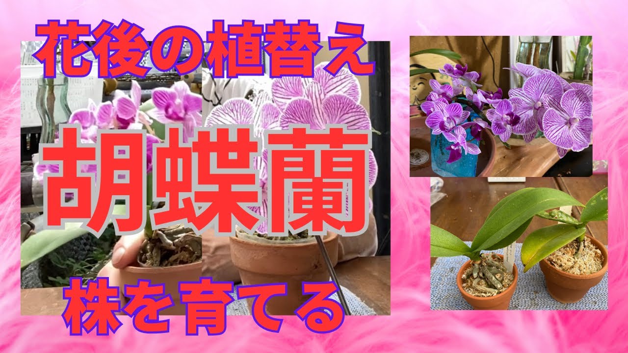 胡蝶蘭　ミニ胡蝶蘭　花終わり　植替え　らん　ラン　園芸ネット