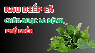Rau diếp cá vị thuốc tự nhiên chữa 10 căn bệnh thường găp nhất