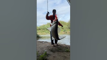 Câu lure cá vược châu âu #lure #fishing