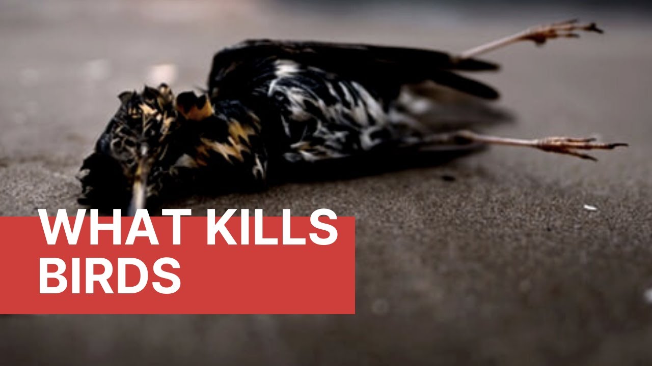 What kills birds? Causes of Bird Mortality YouTube