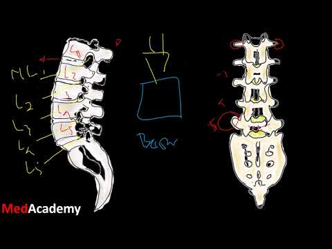 Anatomi Tulang Lumbal 1-5