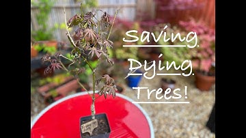 Saving a Dying Tree with a damaged root system!