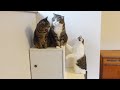 完成した階段と初対面なねこ。-Cats meet the completed stairs for the first time.-