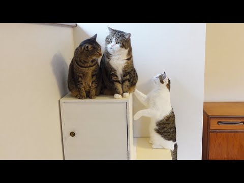 完成した階段と初対面なねこ。-Cats meet the completed stairs for the first time.-