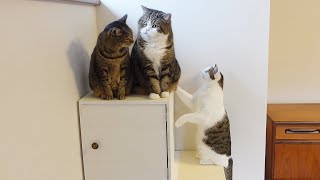 Cats meet the completed stairs for the first time.