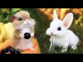 самые милые животные видео сборник милый момент животных   самые милые животные # 22
