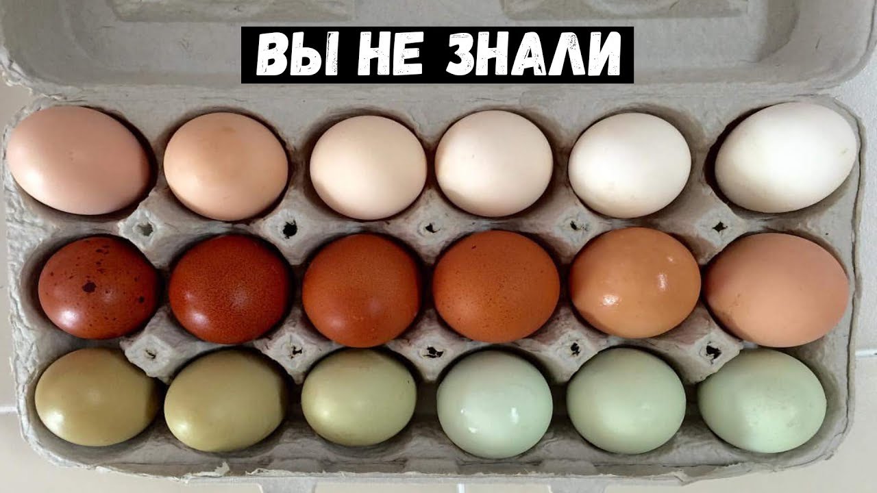 Яйца лучше купить. Яйца покупные. Магазинные домашние яйца. Какие яйца лучше. Какие яйца самого лучшего качества.