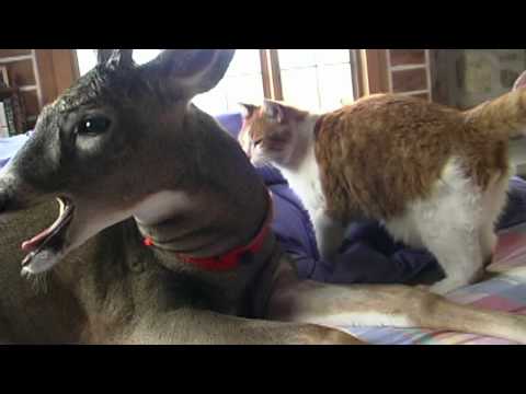 HOPPY THE DEER LICKING CAT