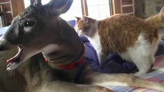 HOPPY THE DEER LICKING CAT