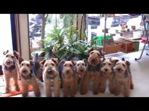 Video: Welsh Terrier Köpək Hipoallergenik, Sağlamlıq Və Ömür