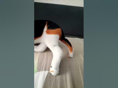 сыбака #мем #мемы #сабака - YouTube