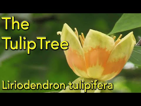 Video: Liriodendron (38 Fotografija): Opis Sorti Tulipana, Kineskog I 