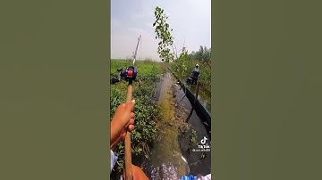 câu lure cá lóc trong mương kéo muốn đứt dây | tập 7 | câu cá hồ