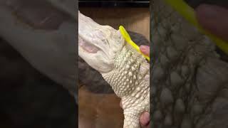 Белый Аллигатор | Милые Животные