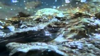 Вода в природе - ЖИВАЯ ! видео Значение воды в природе