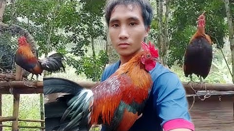 qaib dib zoo nraug kawg nawb 2024