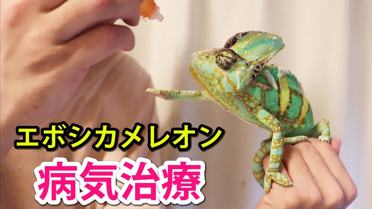 エボシカメレオンに目薬をさそうと思ったら かわいすぎた カメレオン飼育 Veiled Chameleon Youtube