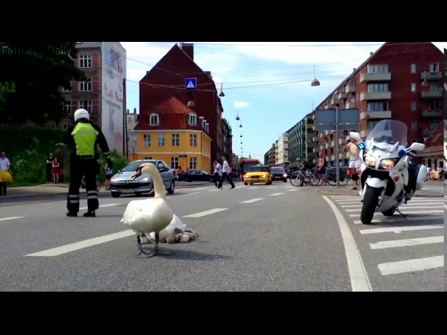 Law-Abiding Family of Swans Cross Road at Pedestrian Crossing 